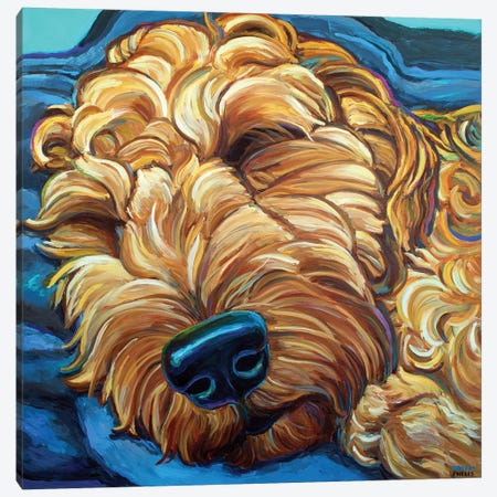 Sleepy Goldendoodle Canvas Print #RPH314} by Robert Phelps Canvas Art Print