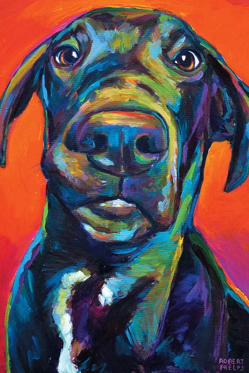 Great Dane I by Robert Phelps wall art