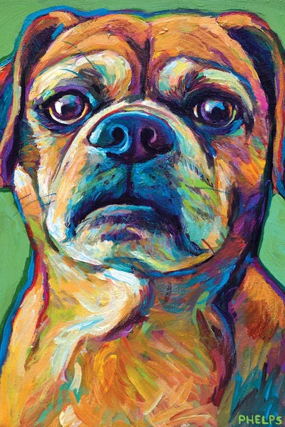 Pugs: Green Puggle by Robert Phelps