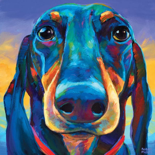 Dachshunds: Gus The Dachshund by Robert Phelps