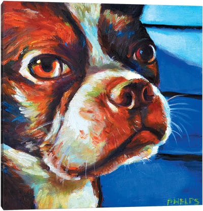 Hank The Boston Terrier Canvas Art Print - Robert Phelps