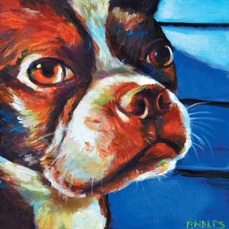 Hank The Boston Terrier