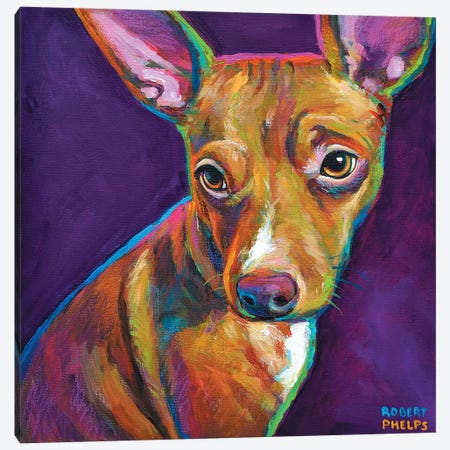 Jack The Chihuahua Canvas Print #RPH43} by Robert Phelps Canvas Artwork