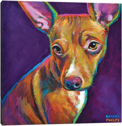 Jack The Chihuahua Canvas Art Print - Robert Phelps
