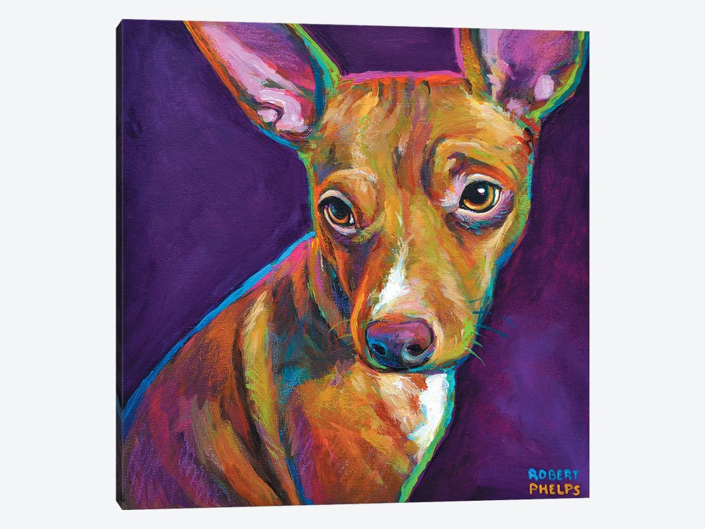 Jack The Chihuahua by Robert Phelps 1-piece Canvas Print
