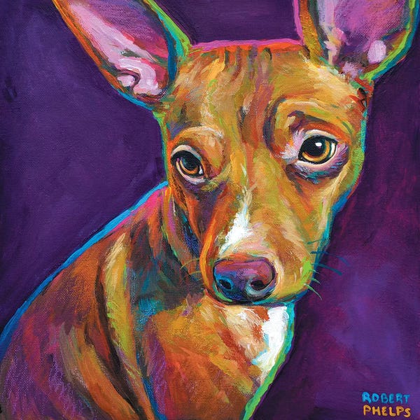 Robert Phelps: Jack The Chihuahua by Robert Phelps