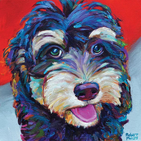 Robert Phelps: Labradoodle by Robert Phelps