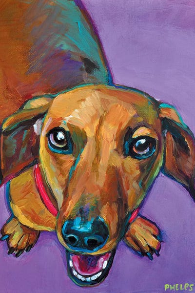 Robert Phelps: Lucy The Dachshund by Robert Phelps