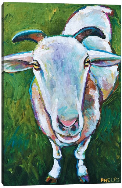 Sheep Canvas Art Print - Goat Art