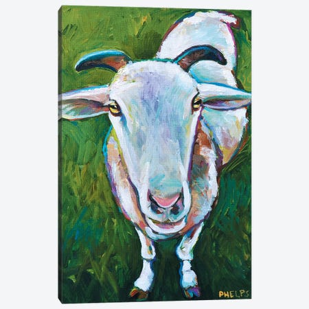 Sheep Canvas Print #RPH61} by Robert Phelps Canvas Wall Art