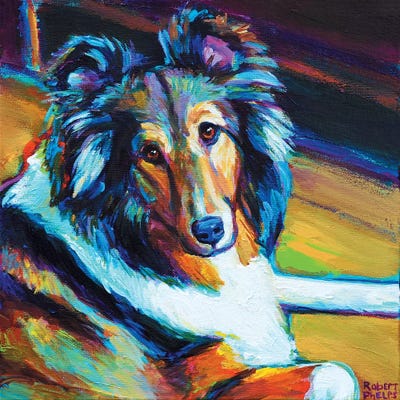 Sheltie I by Robert Phelps canvas print