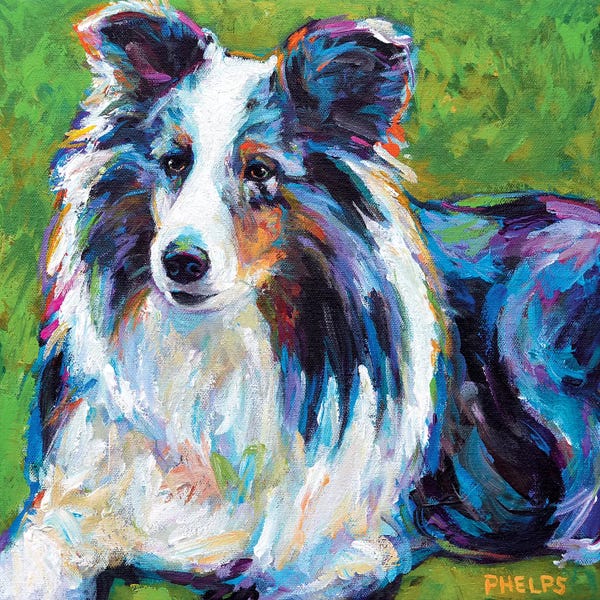 Robert Phelps: Sheltie In Grass by Robert Phelps