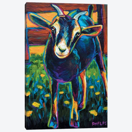 Black Goat Canvas Print #RPH6} by Robert Phelps Canvas Artwork