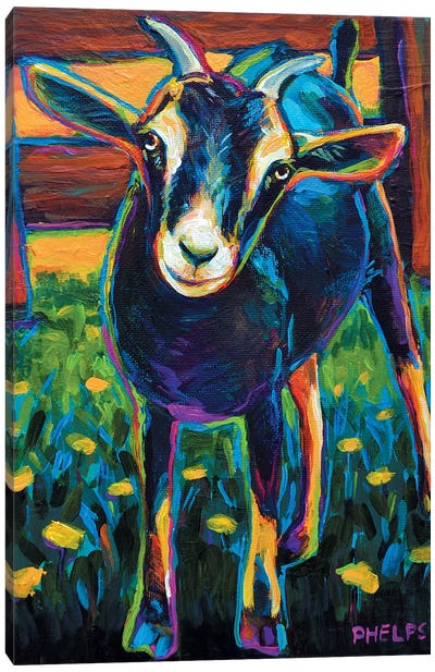 Black Goat Canvas Art Print - Robert Phelps