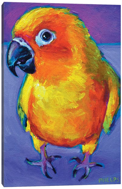 Sun Conure Canvas Art Print - Parakeet Art