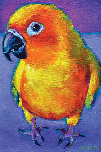Robert Phelps: Sun Conure by Robert Phelps