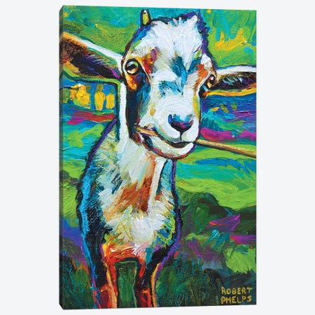 Theo The Goat Canvas Print #RPH73} by Robert Phelps Art Print
