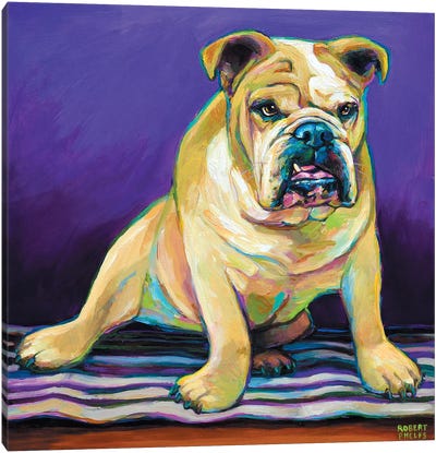 Blanket Bulldog Canvas Art Print - Bulldog Art