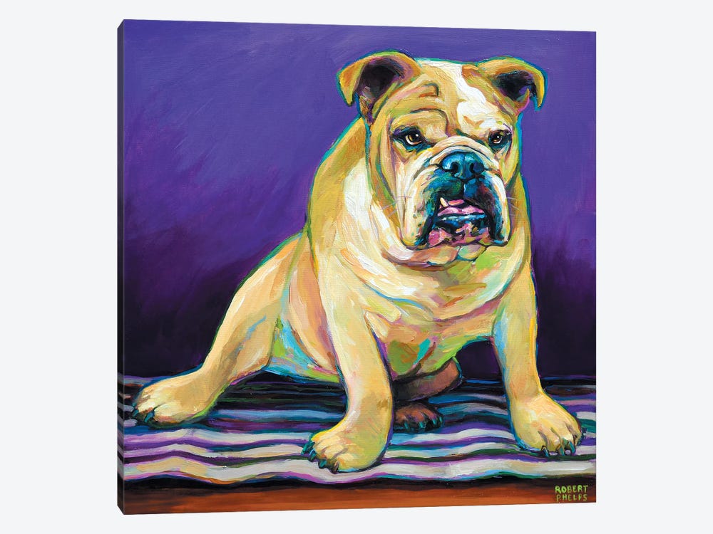Blanket Bulldog by Robert Phelps 1-piece Canvas Print
