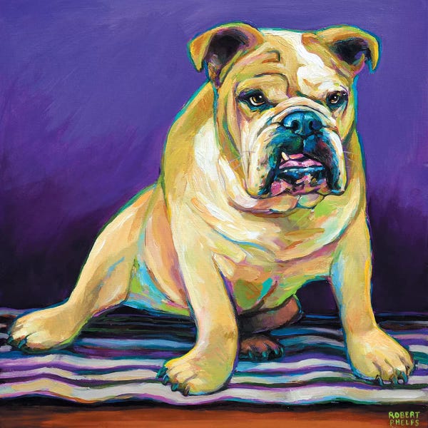 Bulldogs: Blanket Bulldog by Robert Phelps