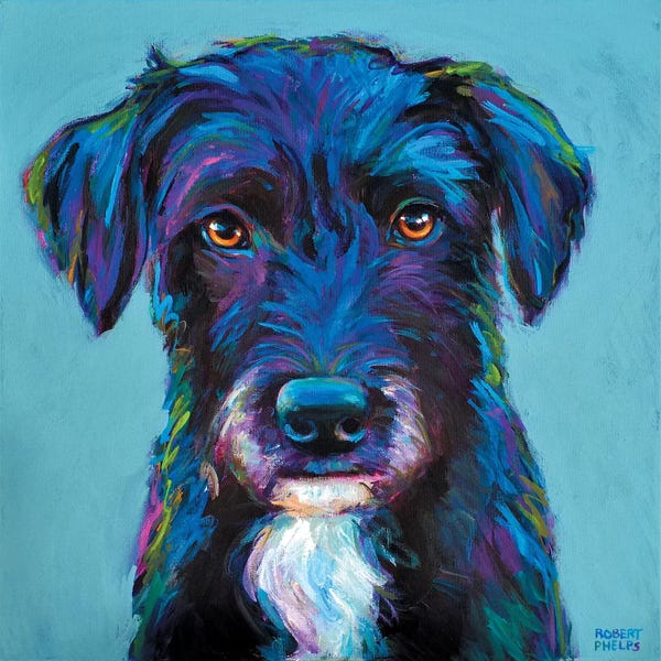Robert Phelps: Winston The Black Schnauzer by Robert Phelps