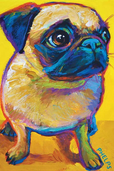 Yellow Pug by Robert Phelps framed canvas print