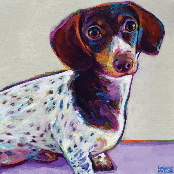 Robert Phelps: Buttercup the Dachshund by Robert Phelps