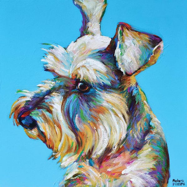 Robert Phelps: Dylan the Schnauzer by Robert Phelps
