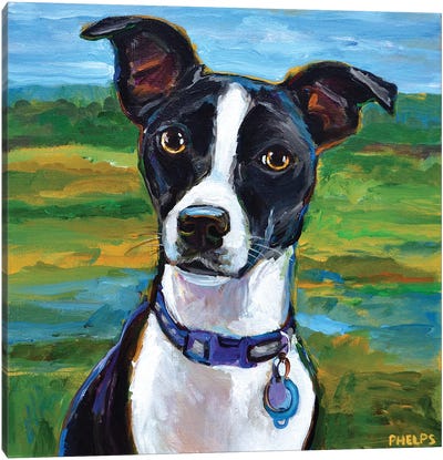 Jack Russell Terrier Canvas Art Print - Robert Phelps