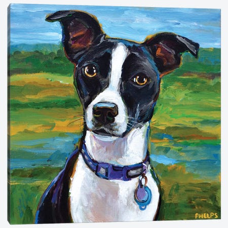 Jack Russell Terrier Canvas Print #RPH99} by Robert Phelps Art Print