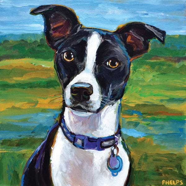 Robert Phelps: Jack Russell Terrier by Robert Phelps
