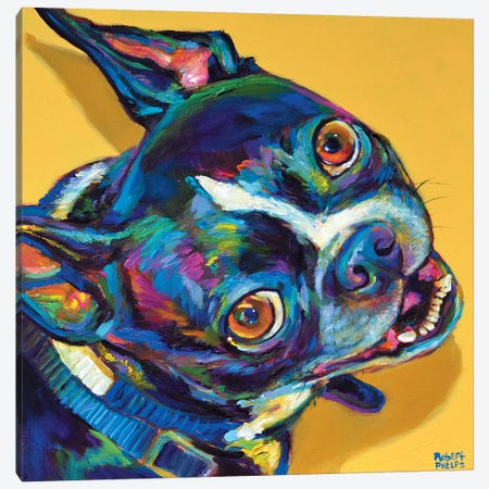 Boston Terrier Canvas Print #RPH9} by Robert Phelps Art Print
