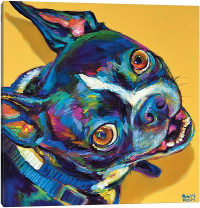 Boston Terrier Canvas Art Print - Robert Phelps