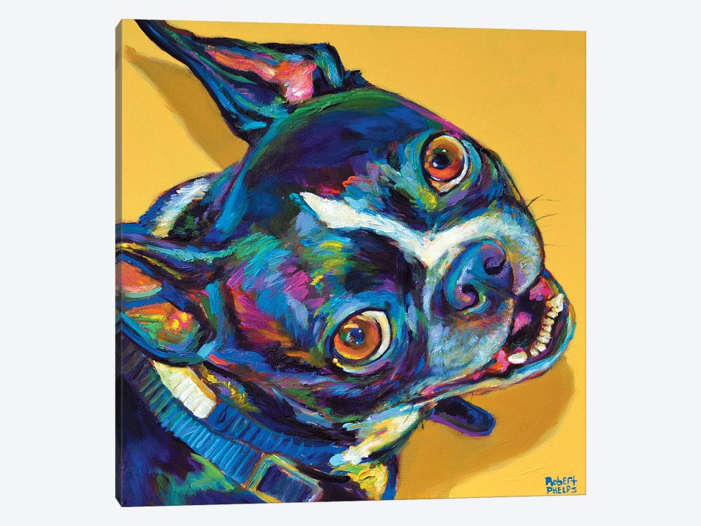 Boston Terrier by Robert Phelps 1-piece Canvas Art Print