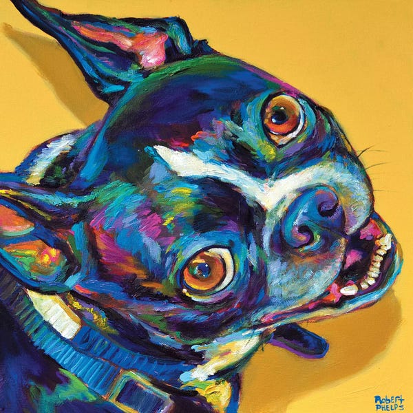 Robert Phelps: Boston Terrier by Robert Phelps