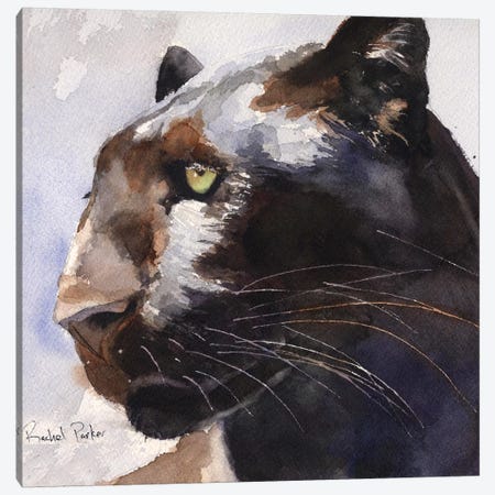 Black Panther Canvas Print #RPK100} by Rachel Parker Art Print
