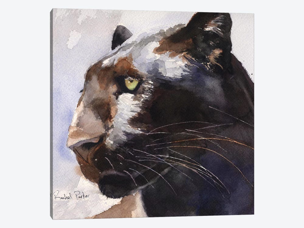 Black Panther Canvas Print By Rachel Parker Icanvas
