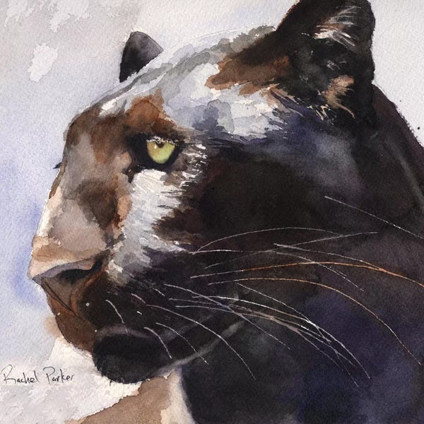 Panthers: Black Panther by Rachel Parker