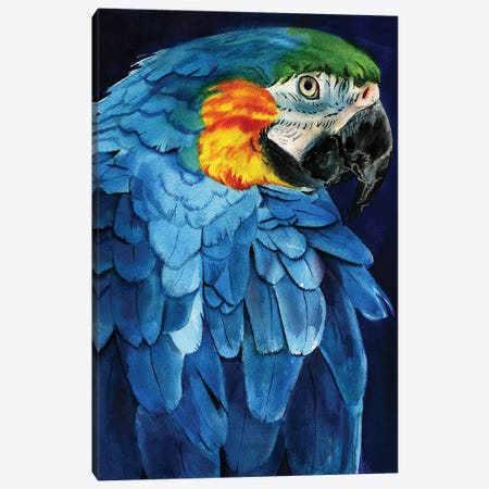 Blue Macaw Canvas Print #RPK101} by Rachel Parker Canvas Print