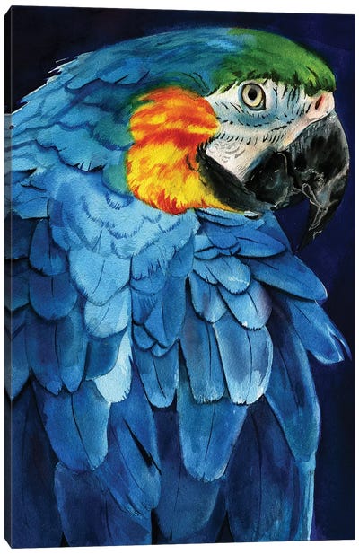 Blue Macaw Canvas Art Print - Rachel Parker