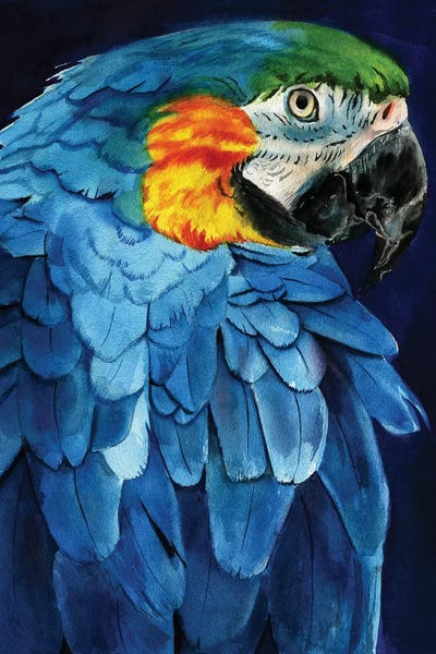 Macaws: Blue Macaw by Rachel Parker