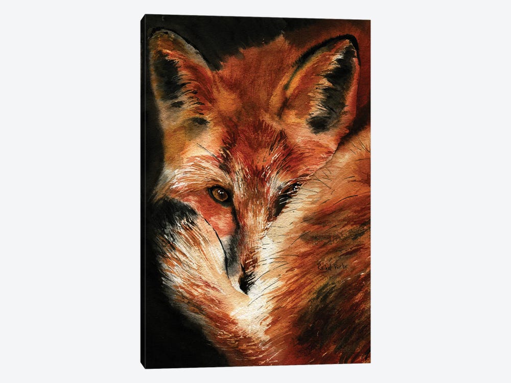 Fox Dreams by Rachel Parker 1-piece Canvas Wall Art