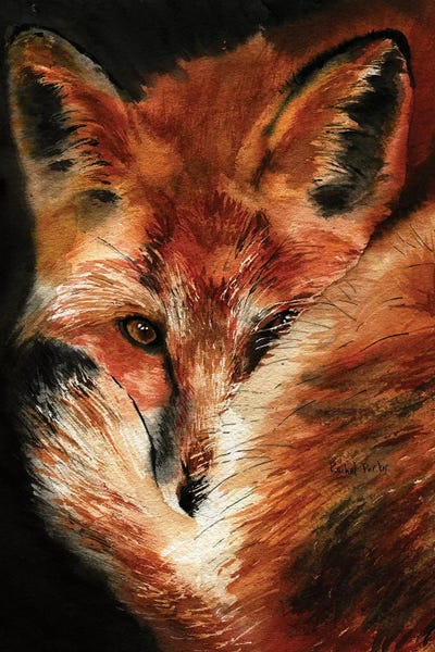 Foxes: Fox Dreams by Rachel Parker