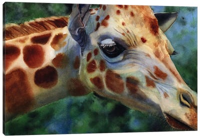 Giraffe Thoughts Canvas Art Print - Rachel Parker