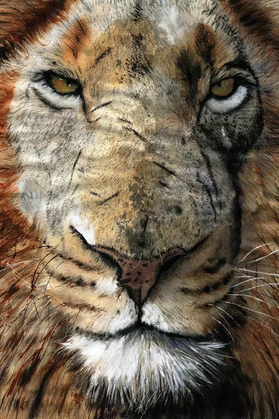 Lion Scars by Rachel Parker framed canvas print