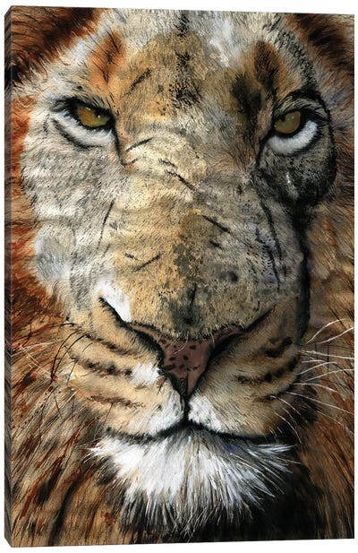 Lion Scars Canvas Art Print - Rachel Parker