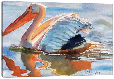 Pelican Reflections Canvas Art Print - Rachel Parker