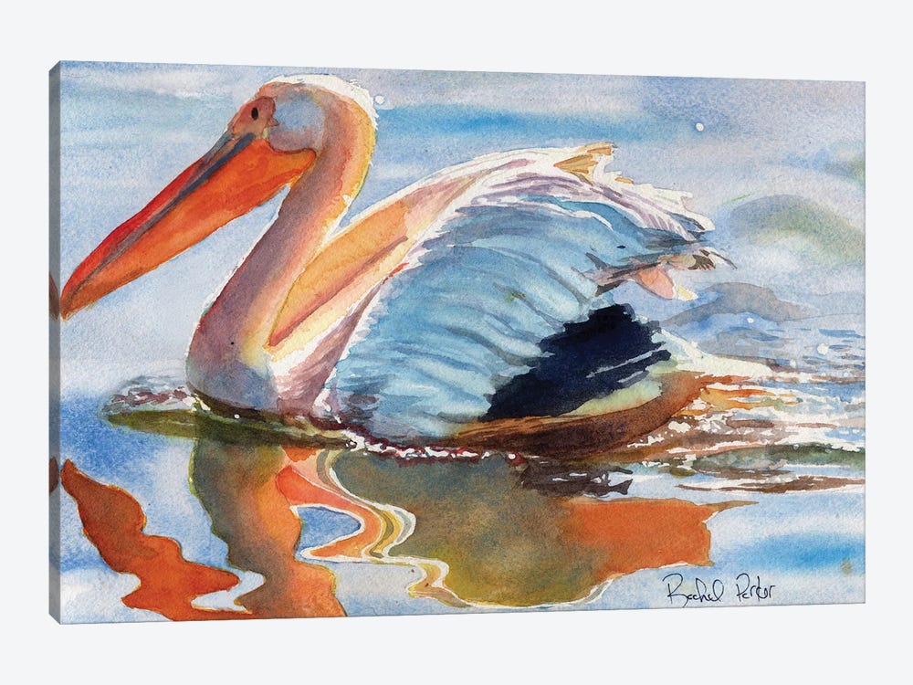 Pelican Reflections by Rachel Parker 1-piece Canvas Art Print
