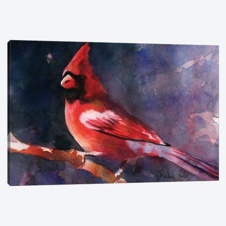Red Cardinal Canvas Print #RPK112} by Rachel Parker Canvas Art