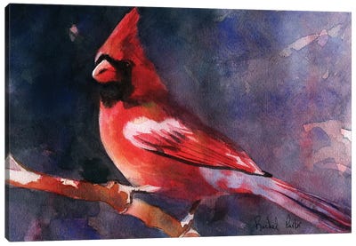 Red Cardinal Canvas Art Print - Cardinal Art
